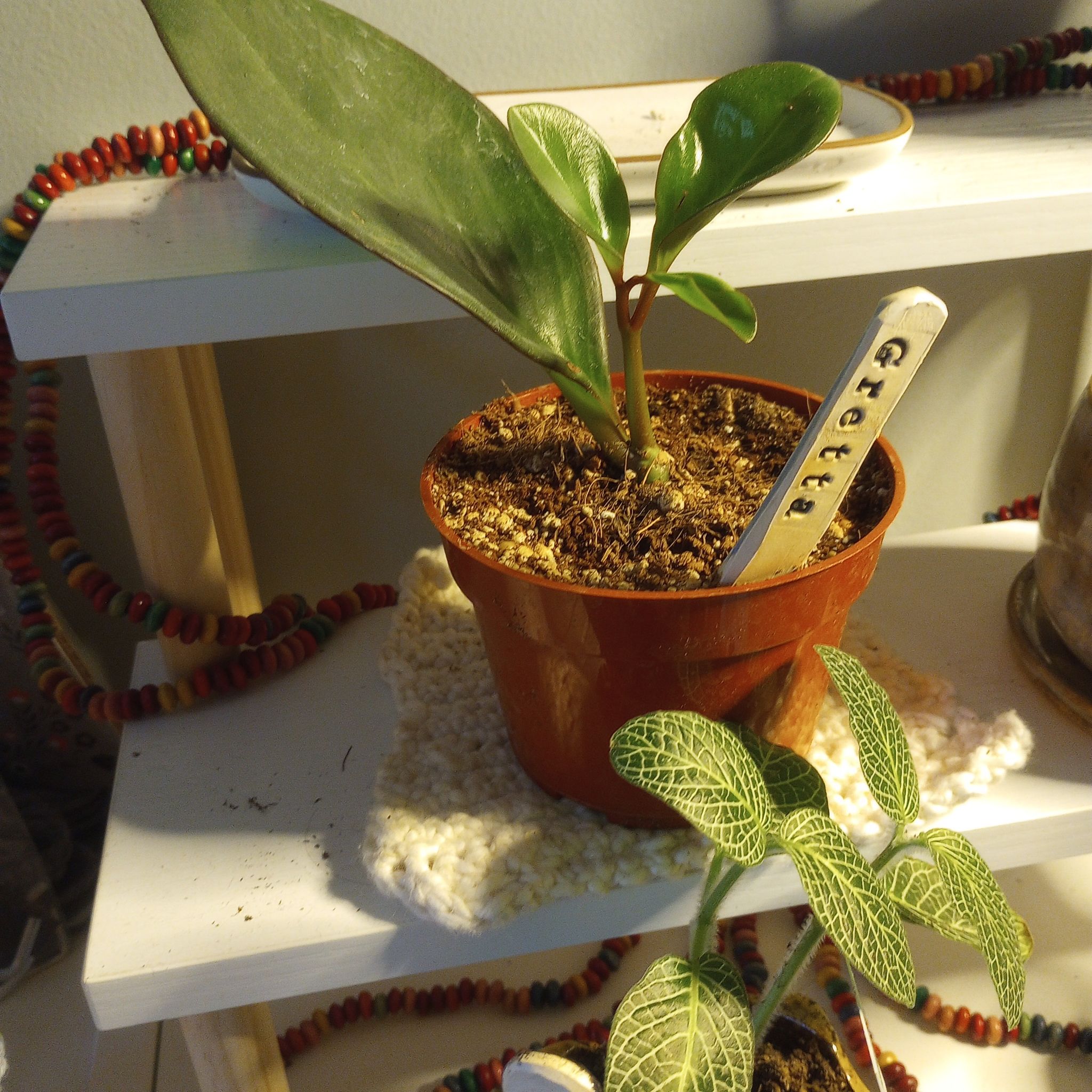 Peperomia Red Edge plant in a pot on a shelf, with visible soil and no signs of distress.