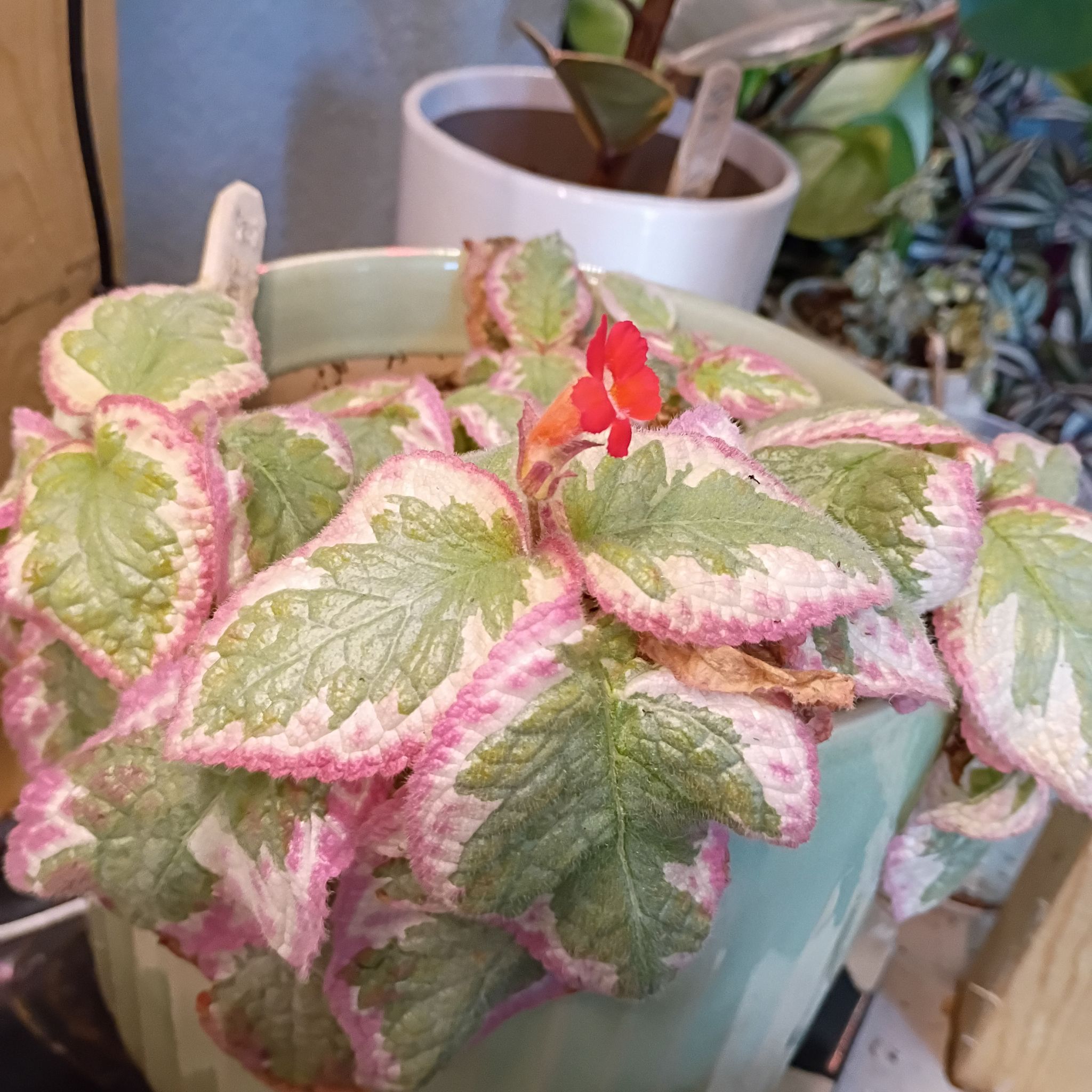 Photo of the plant species Episcia 'Pink Brocade' by @GemCanadamint named Nanette on Greg, the plant care app