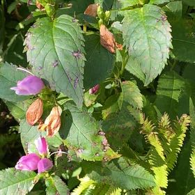 Photo of the plant species Pink Turtlehead by @BriskRyebrome named Gregarious on Greg, the plant care app