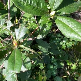 Photo of the plant species Swamp Azalea by @BriskRyebrome named Ulysses S Plant on Greg, the plant care app