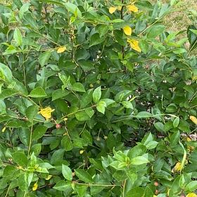 Photo of the plant species Watergum by @BriskRyebrome named Sanders on Greg, the plant care app