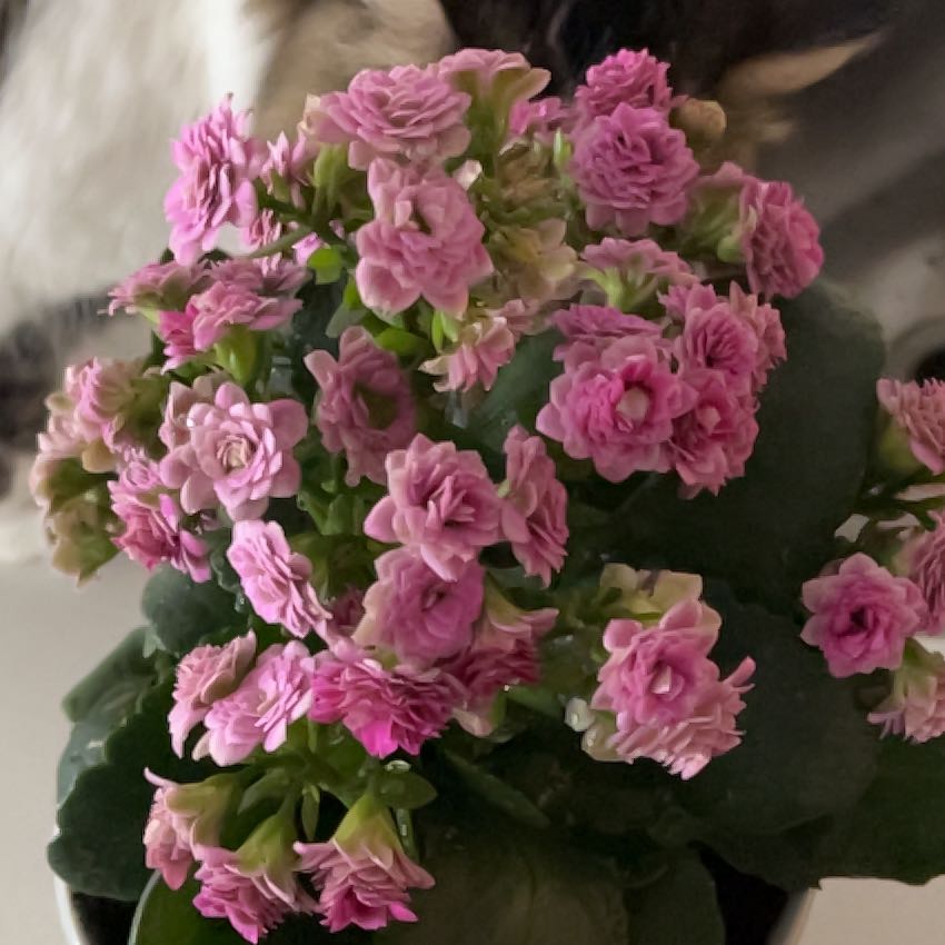 Kalanchoe blossfeldiana 'Queen Gabrielle' How Much Water & Light Does