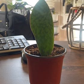 Photo of the plant species Whale Fin 'Black' by @AtypicalCobnut named Dax on Greg, the plant care app