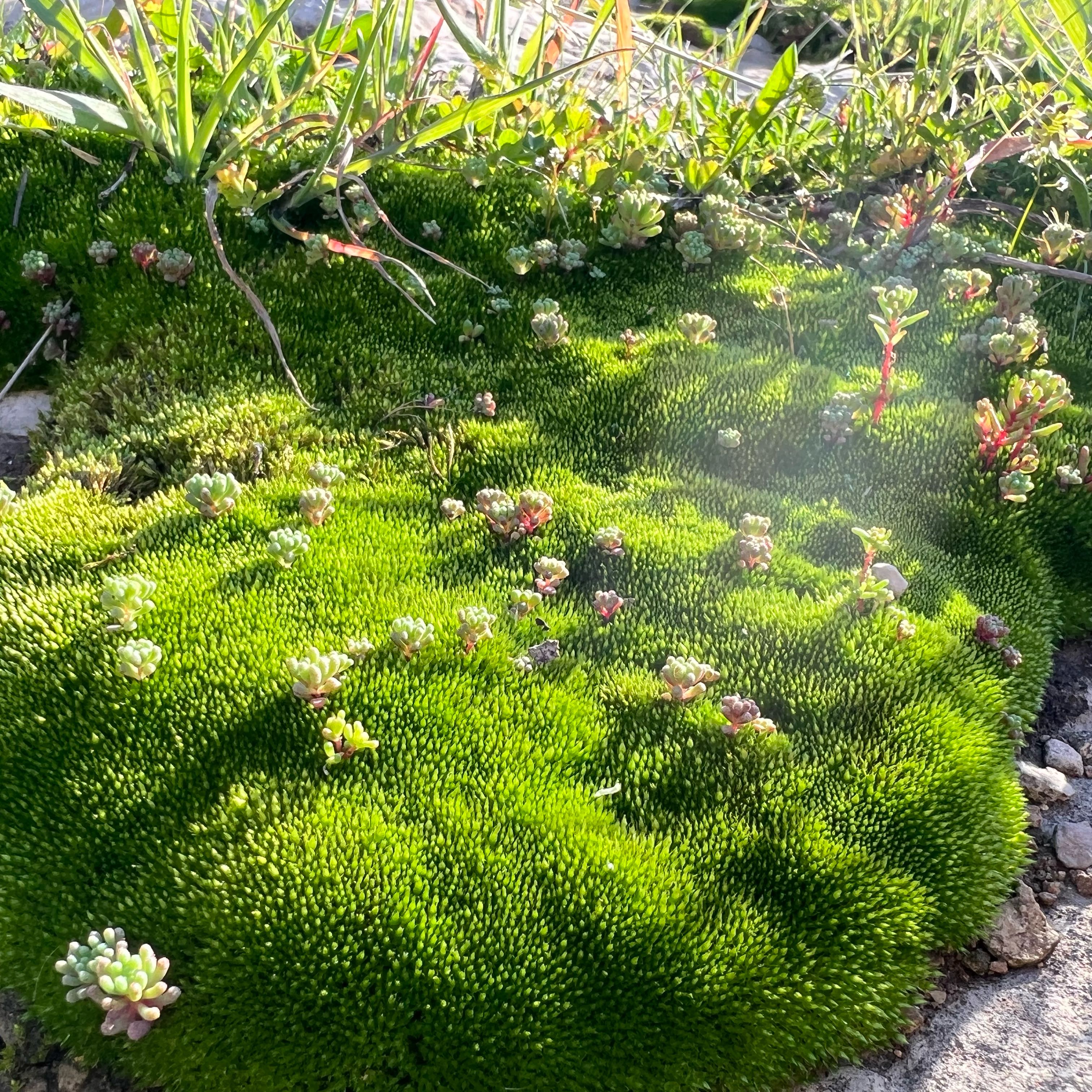 Dense, green Large White-Moss with small succulent-like plants growing on it.