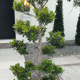 Photo of the plant species Button Mangrove by @CivicFallugia named Peter Parker on Greg, the plant care app