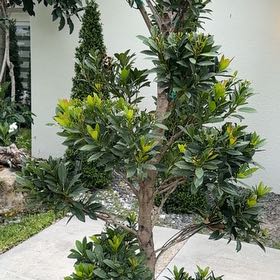 Photo of the plant species Pōhutukawa by @CivicFallugia named Sonora on Greg, the plant care app