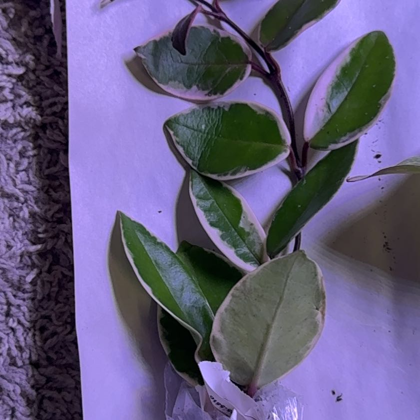 Photo of the plant species Hoya ‘Flamingo Dreams’ by @RealHairycowpea named Cleopatra on Greg, the plant care app