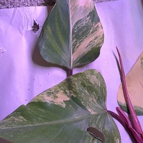 Photo of the plant species Strawberry Shake Philodendron by @RealHairycowpea named Michelle Branch on Greg, the plant care app