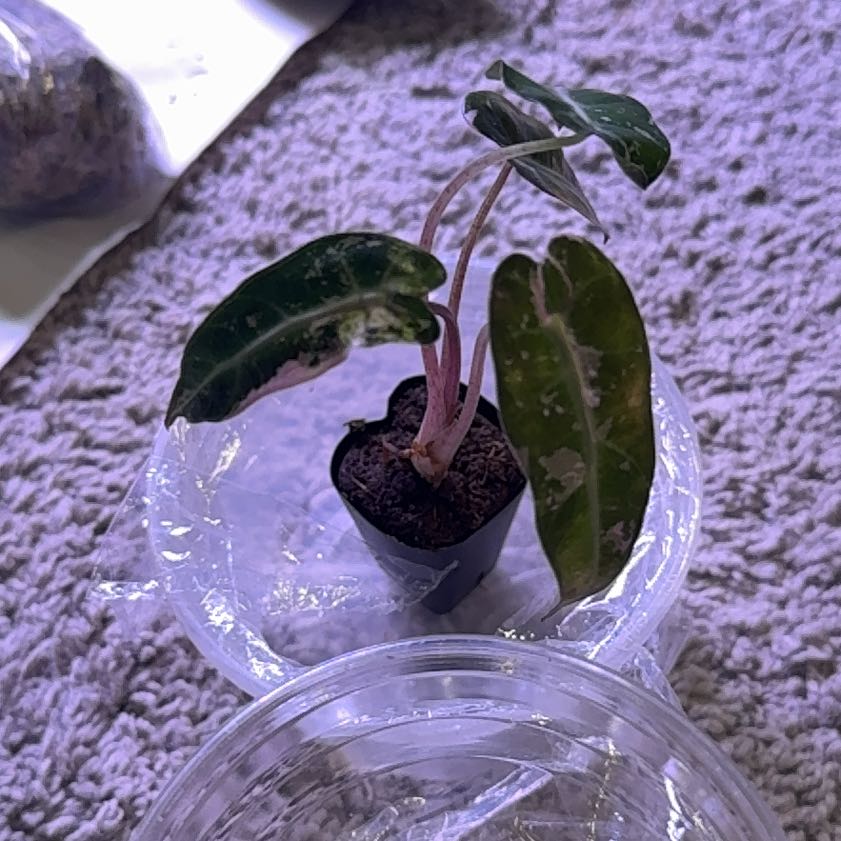Photo of the plant species Alocasia Pink Bambino by @RealHairycowpea named Scarlett on Greg, the plant care app