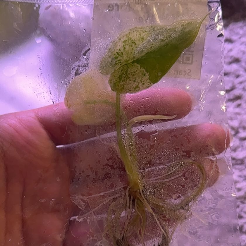 Photo of the plant species Alocasia Dragon Scale Mint by @RealHairycowpea named Shakira on Greg, the plant care app
