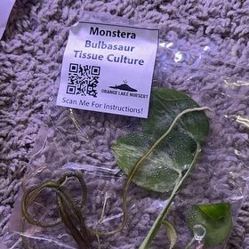 Photo of the plant species Monstera 'Bulbasaur' by @RealHairycowpea named Sol on Greg, the plant care app