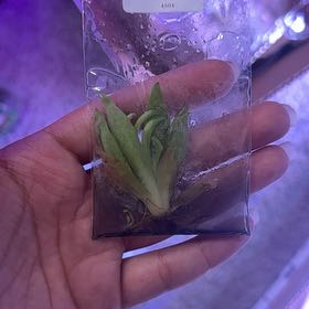 Photo of the plant species Butterwort, Mexican Cultivars by @RealHairycowpea named James Dean on Greg, the plant care app
