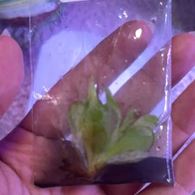 Photo of the plant species Mexican Butterwort by @RealHairycowpea named Doja Cat on Greg, the plant care app