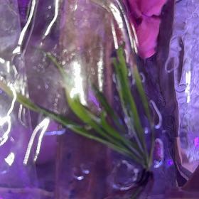 Photo of the plant species Velvet Pitcher Plant by @RealHairycowpea named Lebron on Greg, the plant care app