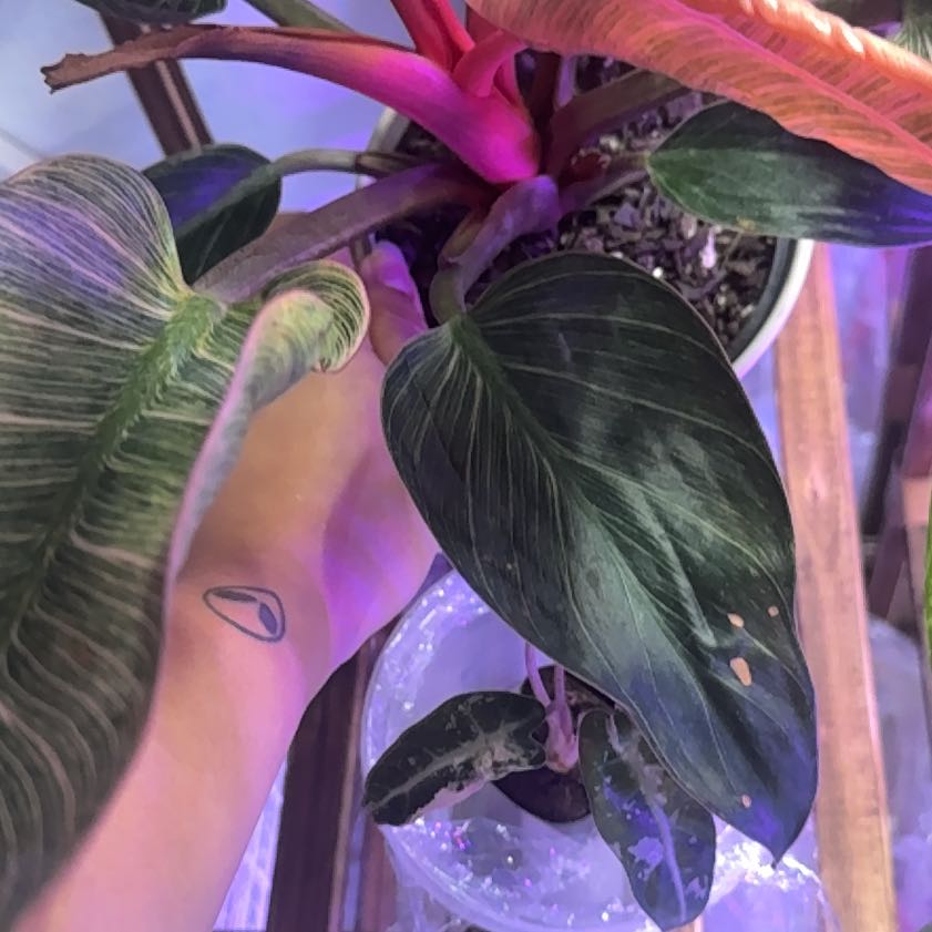 Photo of the plant species Philodendron 'Pink Bikini' by @RealHairycowpea named Apollo on Greg, the plant care app