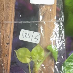 Photo of the plant species Alocasia Longiloba 'Aurea' by @RealHairycowpea named Stella on Greg, the plant care app