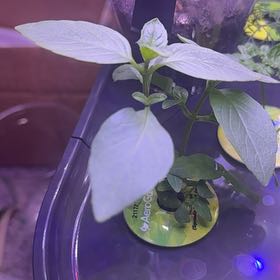 Photo of the plant species Thai Basil by @RealHairycowpea named Siam Queen on Greg, the plant care app