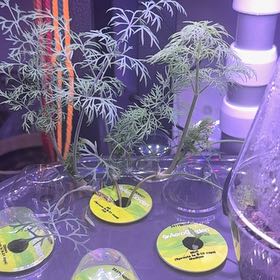 Photo of the plant species Dill by @RealHairycowpea named Dillon on Greg, the plant care app