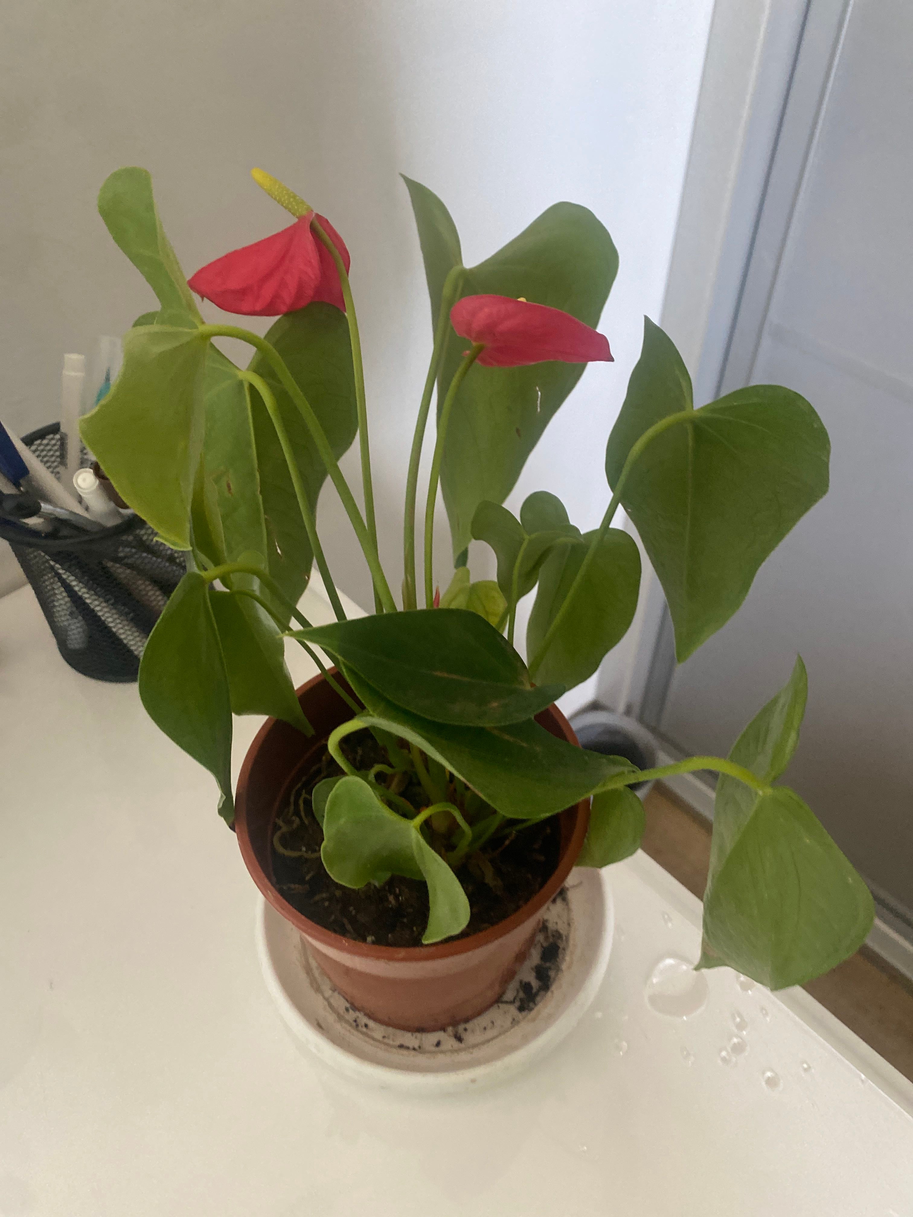Why Are There Brown Spots on My Anthurium Fruffles?