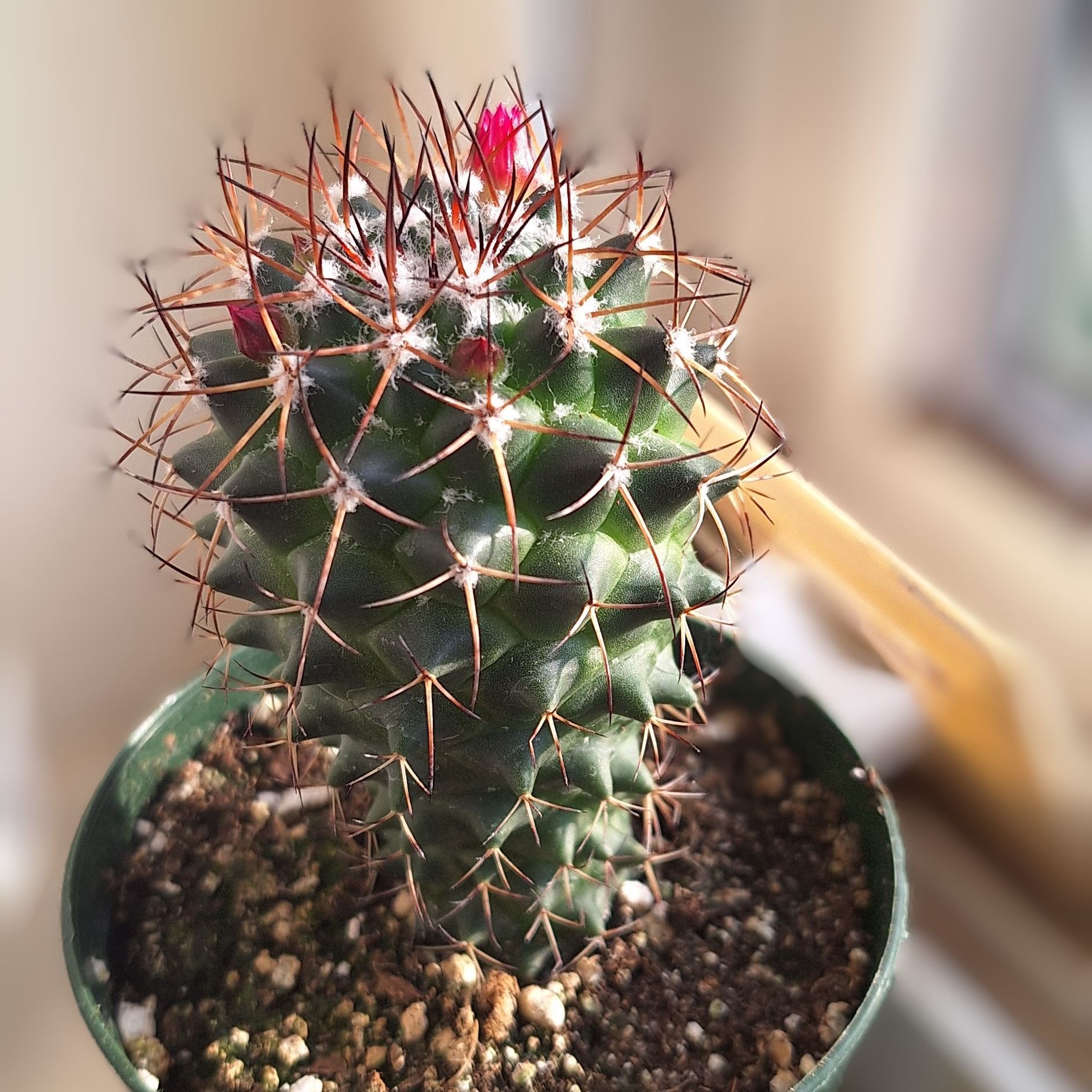 Photo of the plant species Mammillaria polythele 'Nuda' by @SpecialStingray named Isabela on Greg, the plant care app