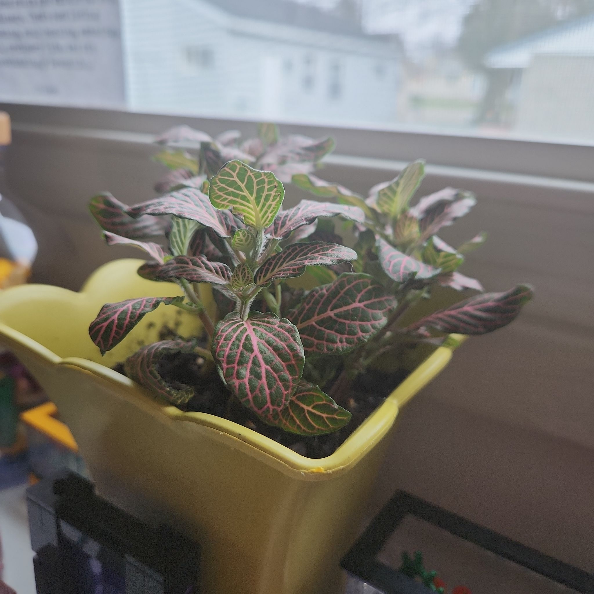 Pink Angel Nerve Plant in a yellow pot on a windowsill with vibrant pink and green leaves.