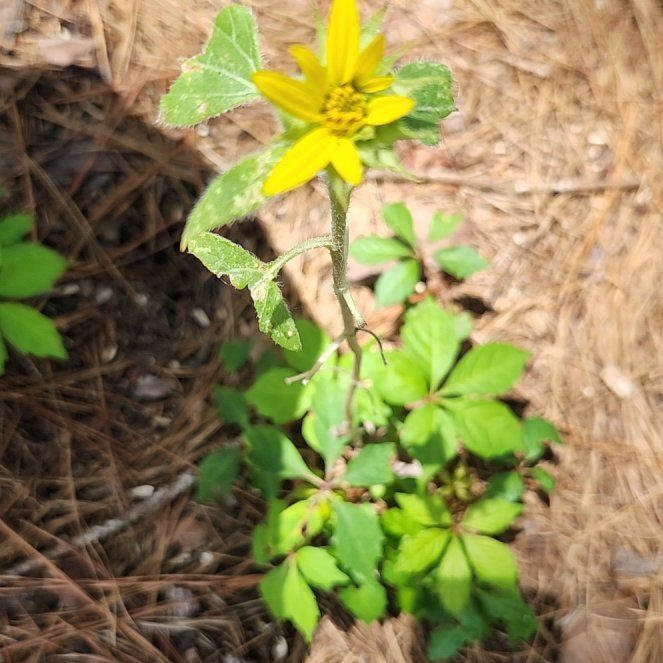 Photo of the plant species Golden-Knee by @PetPondapple named LiloStitch on Greg, the plant care app