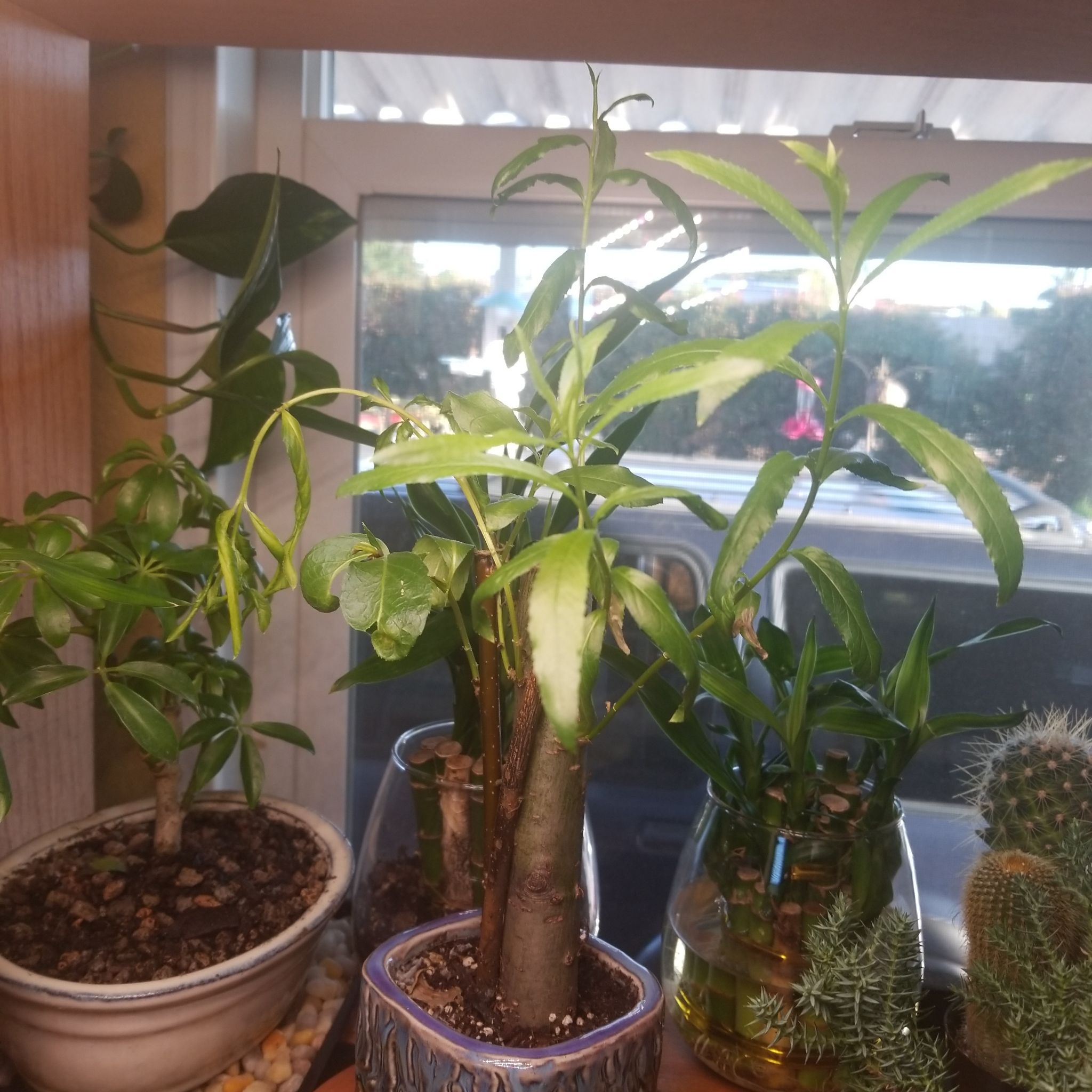 Photo of the plant species Bonsia Weaping Willow by @UberIroncross named Remington on Greg, the plant care app