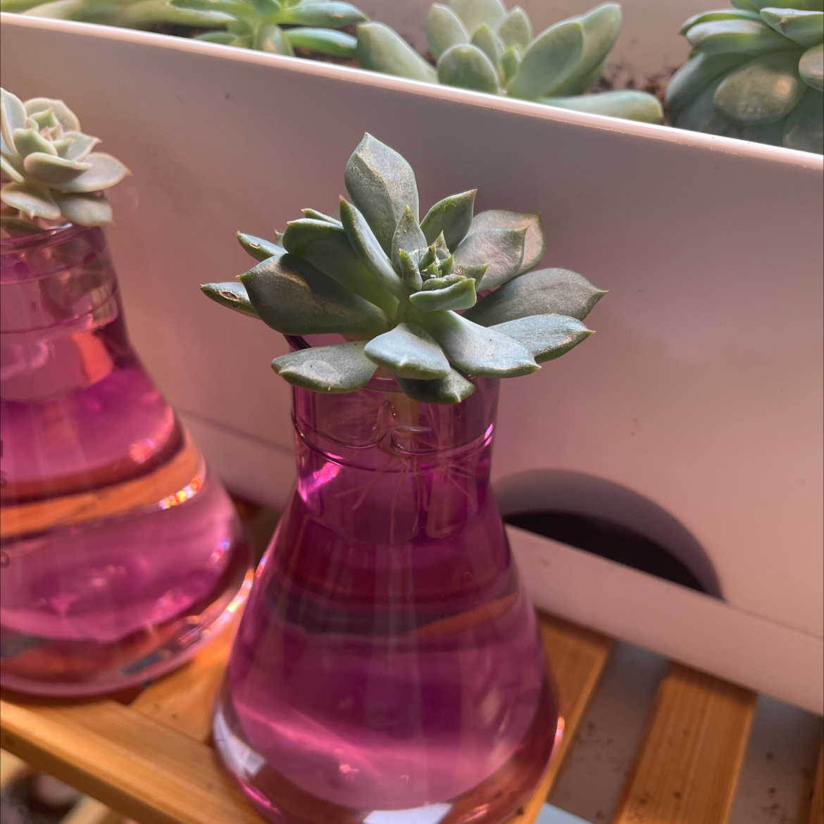 Photo of the plant species Echeveria 'Dark Elf' by @TunefulTukauki named Anne on Greg, the plant care app