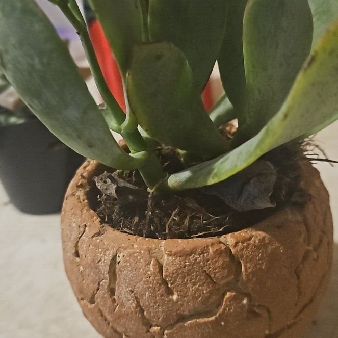 Photo of the plant species Crassula 'Curly Grey' by @BuffGuavatree named Bigleef Smalls on Greg, the plant care app