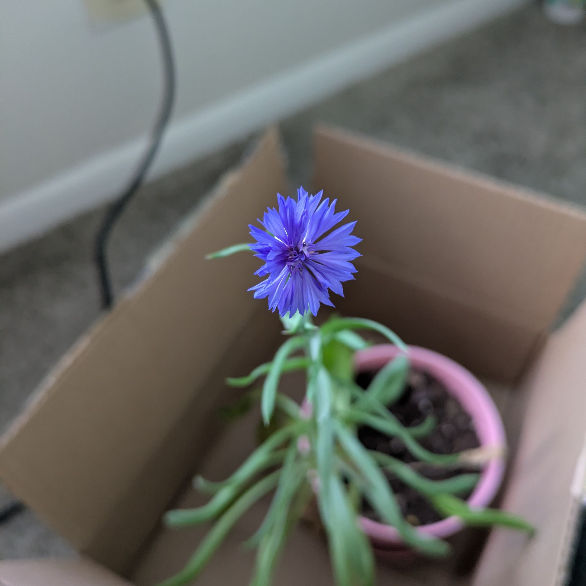 Photo of the plant species Centaurea Cyanus by @AbleLongispina named Zion on Greg, the plant care app