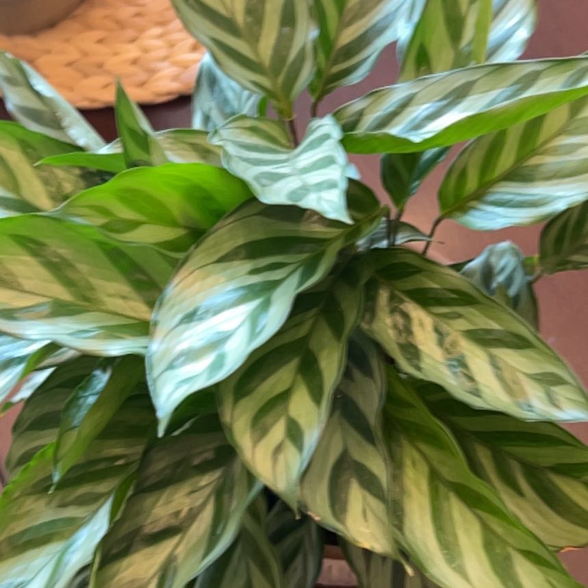 Tree Diddy | A plant by @ChiefPothos on Greg