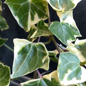 Photo of the plant species Variegated Rubber Ivy by @ChiefPothos named Mochi on Greg, the plant care app