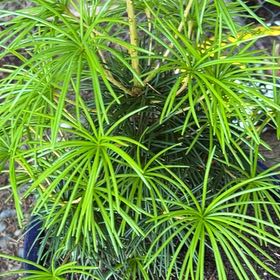 Photo of the plant species Japanese umbrella pine by @ChiefPothos named Sciadopitys Verticillata on Greg, the plant care app