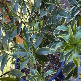Photo of the plant species Daphne odora by @ChiefPothos named At Christine’s House on Greg, the plant care app