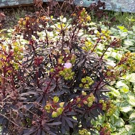 Photo of the plant species Wood Spurge by @ChiefPothos named Duke on Greg, the plant care app
