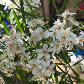 Photo of the plant species Mexican Orange Blossom 'Aztec Pearl' by @ChiefPothos named Gregarious on Greg, the plant care app