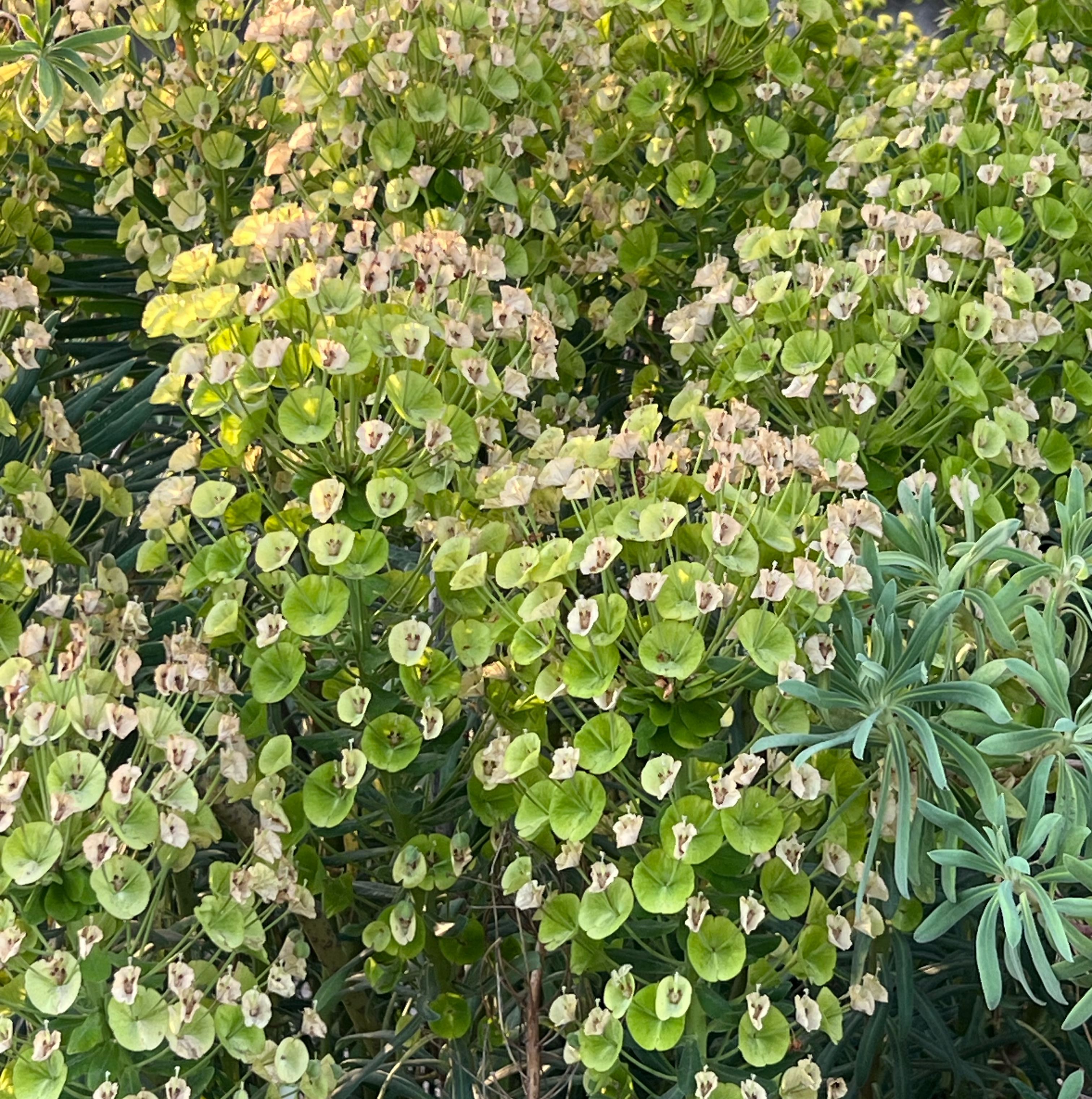Photo of the plant species Albanian Spurge by @ChiefPothos named Forrest on Greg, the plant care app