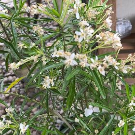 Photo of the plant species Mexican Orange Blossom 'Aztec Pearl' by @ChiefPothos named da Vinci on Greg, the plant care app