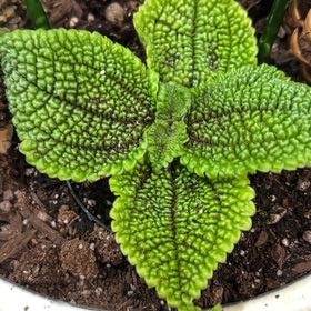Photo of the plant species Pilea 'Moon Valley' by @ChiefPothos named Friendship Plant on Greg, the plant care app