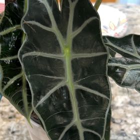 Photo of the plant species Alocasoia Amazonica 'Polly' by @ChiefPothos named Khaleesi on Greg, the plant care app