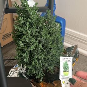 Photo of the plant species Lawson Cypress by @newplantgirl named Coop on Greg, the plant care app