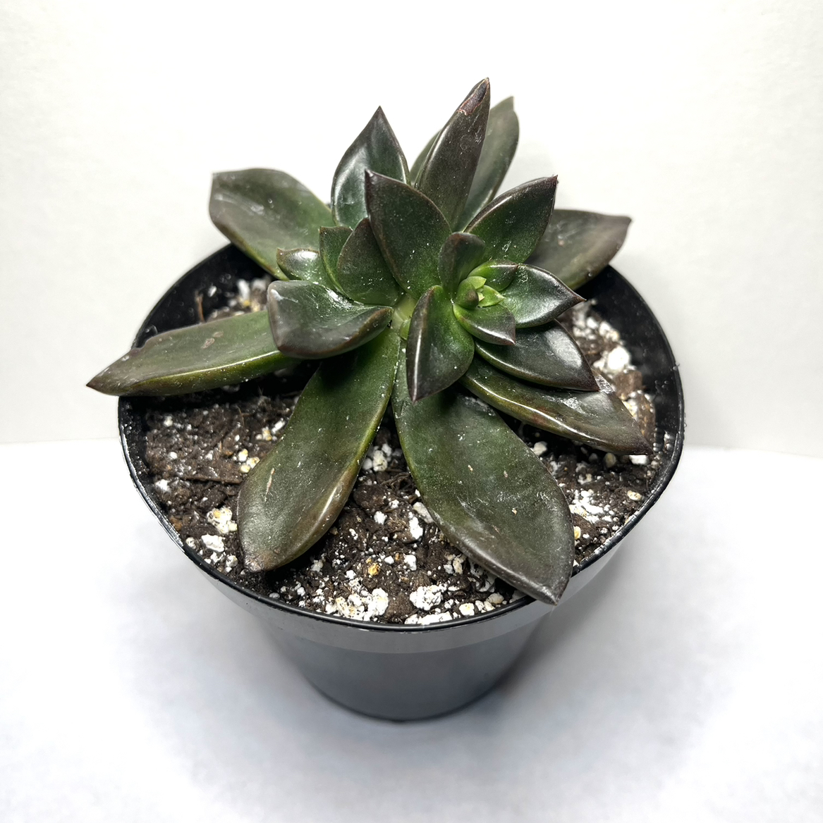 Potted Echeveria 'Licorice' succulent with dark green leaves in well-drained soil.