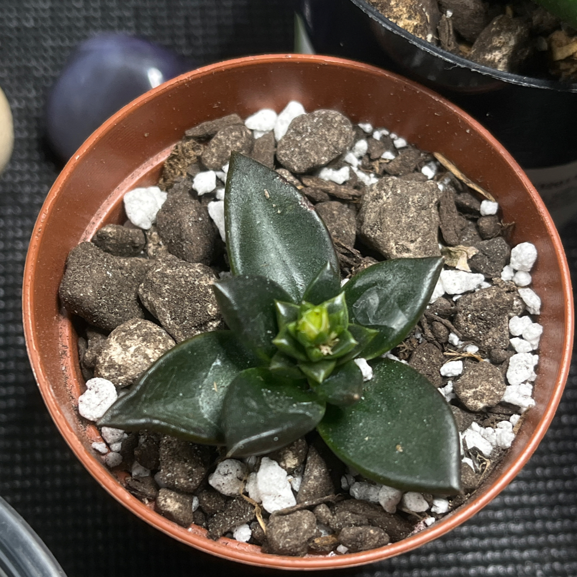 Echeveria 'Licorice' plant in a pot with visible soil and perlite.