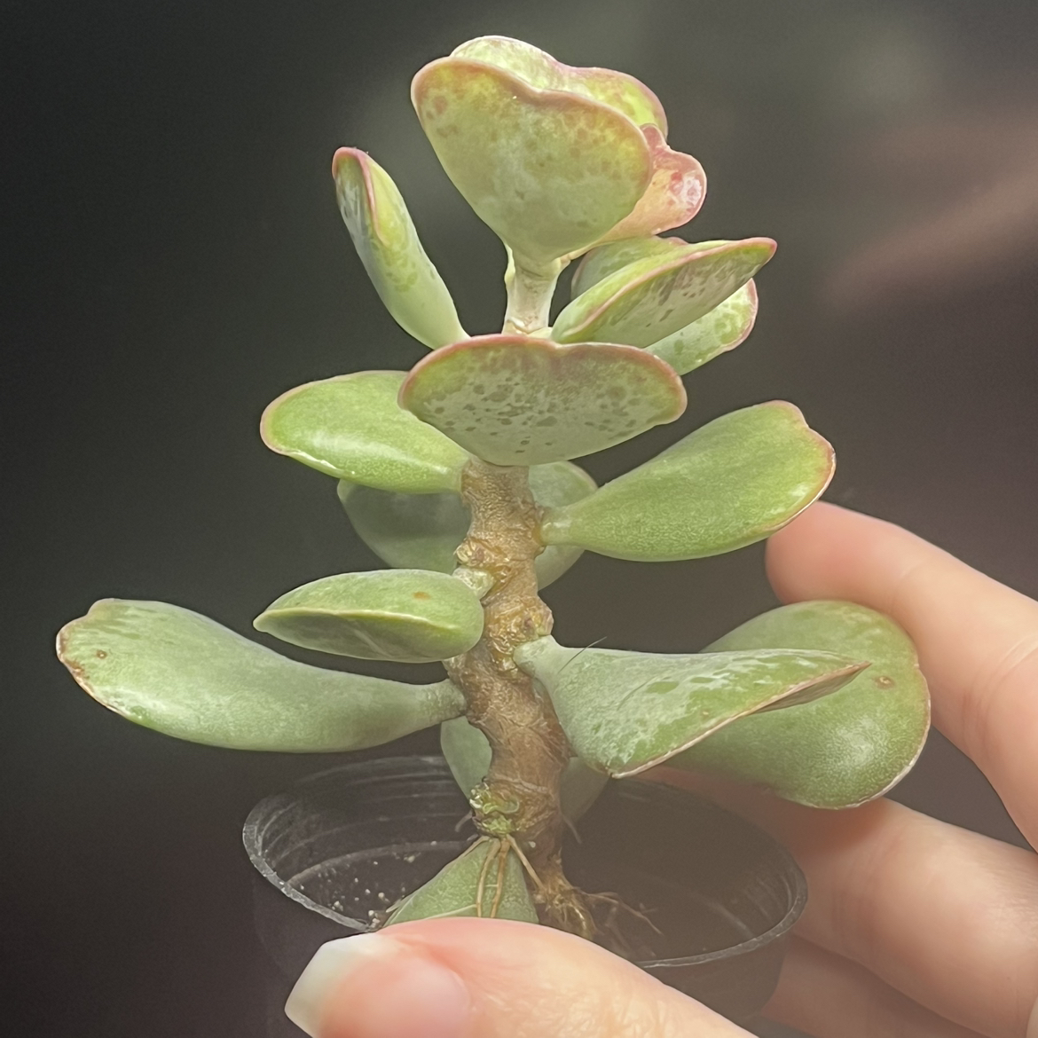 Photo of the plant species Calico Heart by @itsjordan named Lova on Greg, the plant care app
