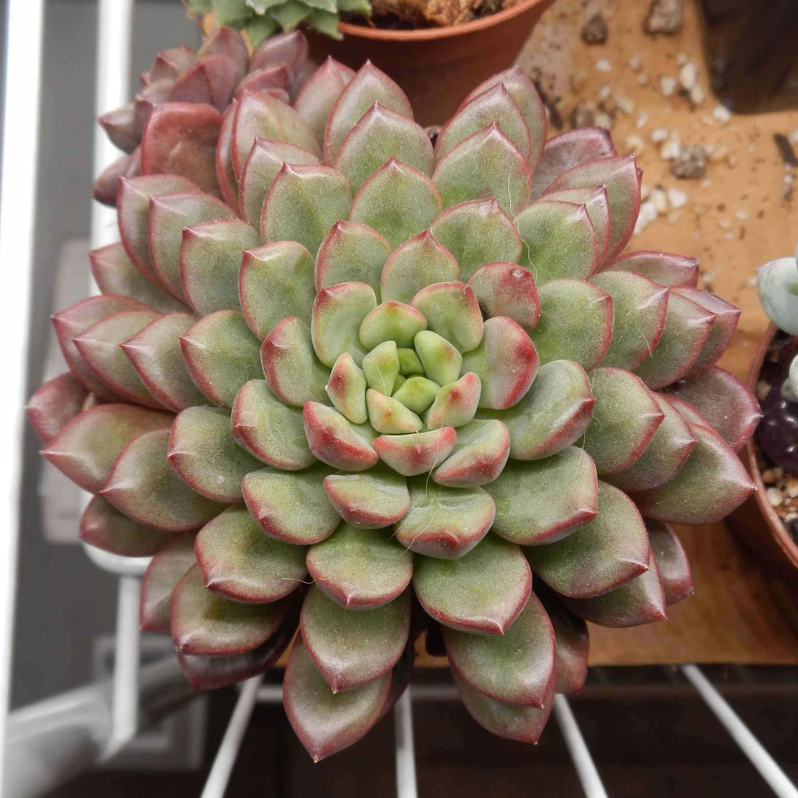Photo of the plant species Pink Ruby Sedevaria by @itsjordan named Ruby on Greg, the plant care app