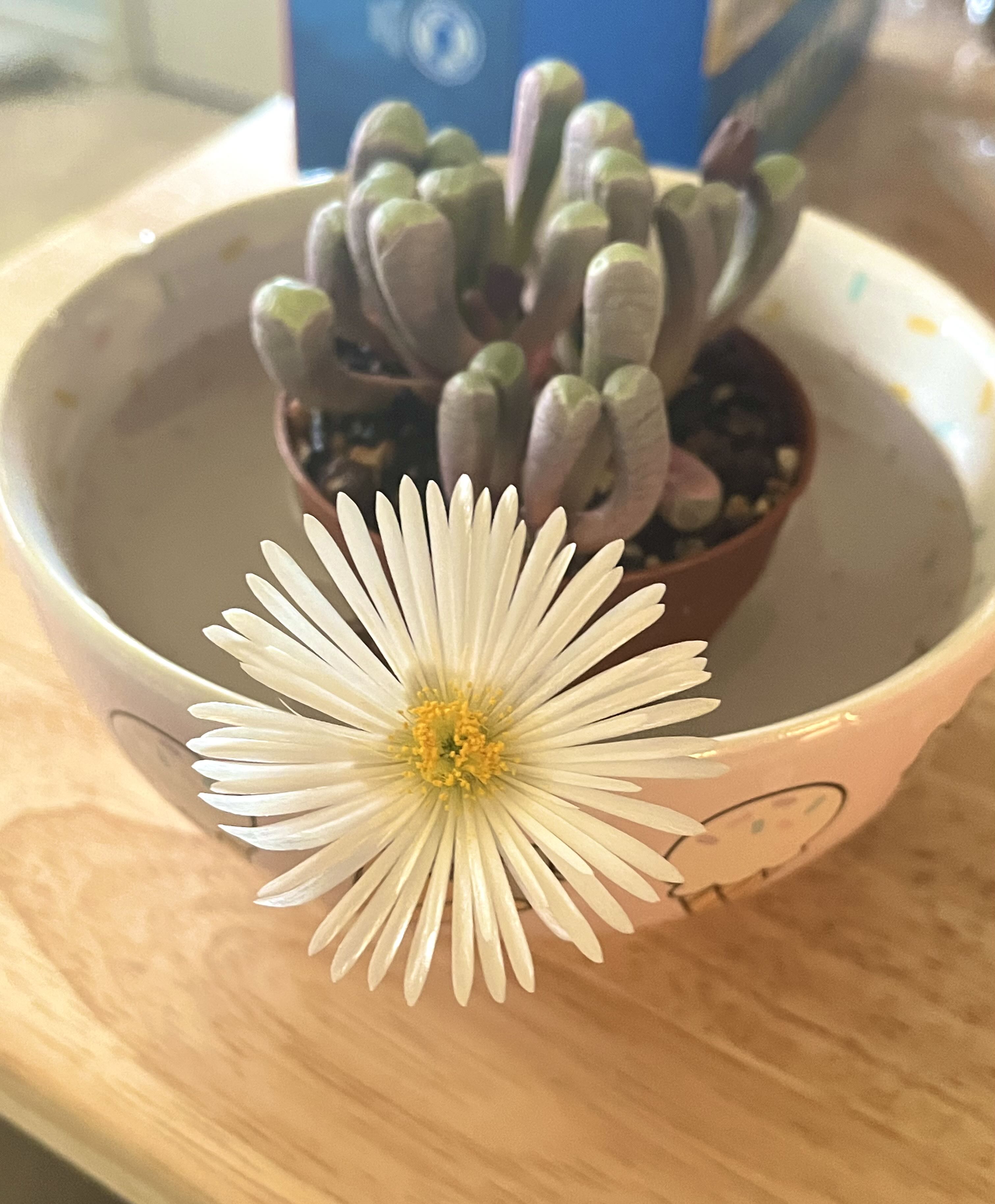 Photo from the post