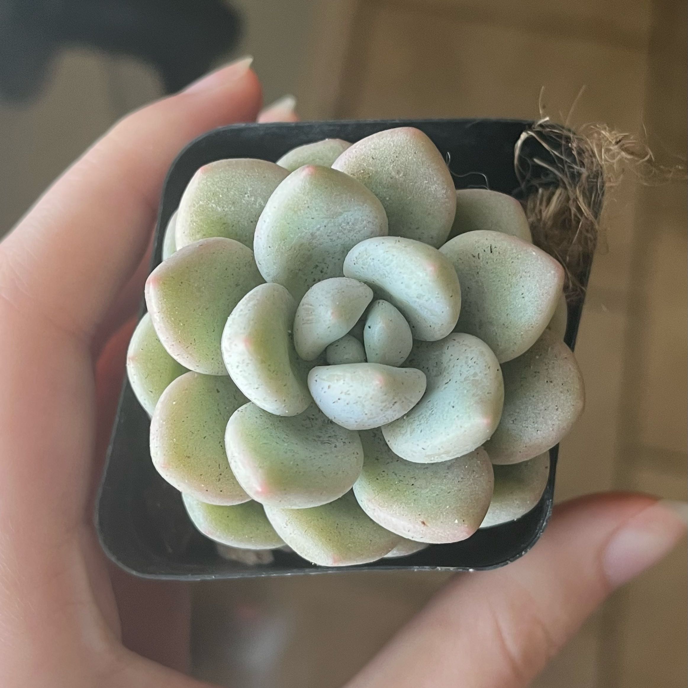 Photo of the plant species Bubble Candy by @itsjordan named Bubbles on Greg, the plant care app