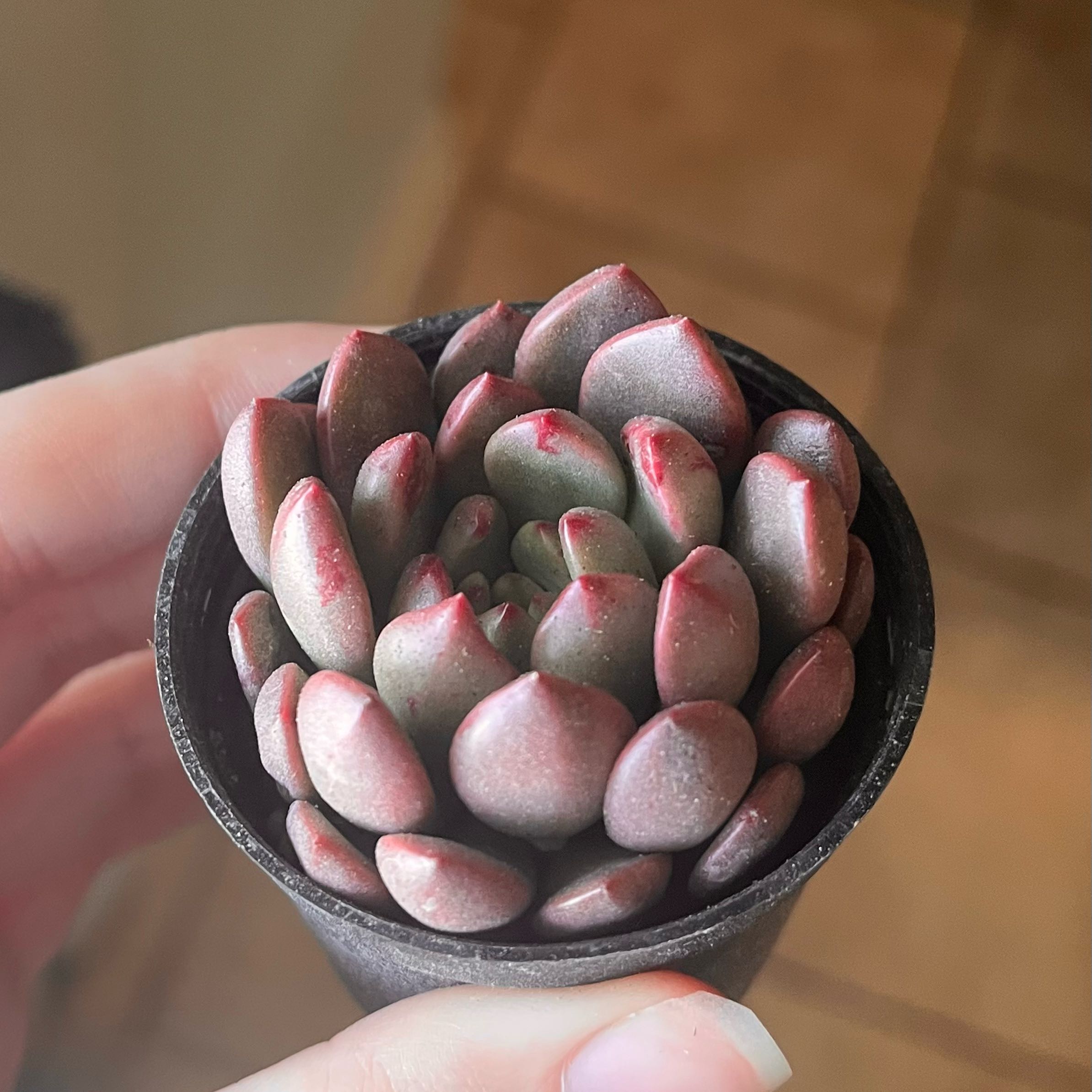 Photo of the plant species Pink Ruby Sedevaria by @itsjordan named Ruby on Greg, the plant care app