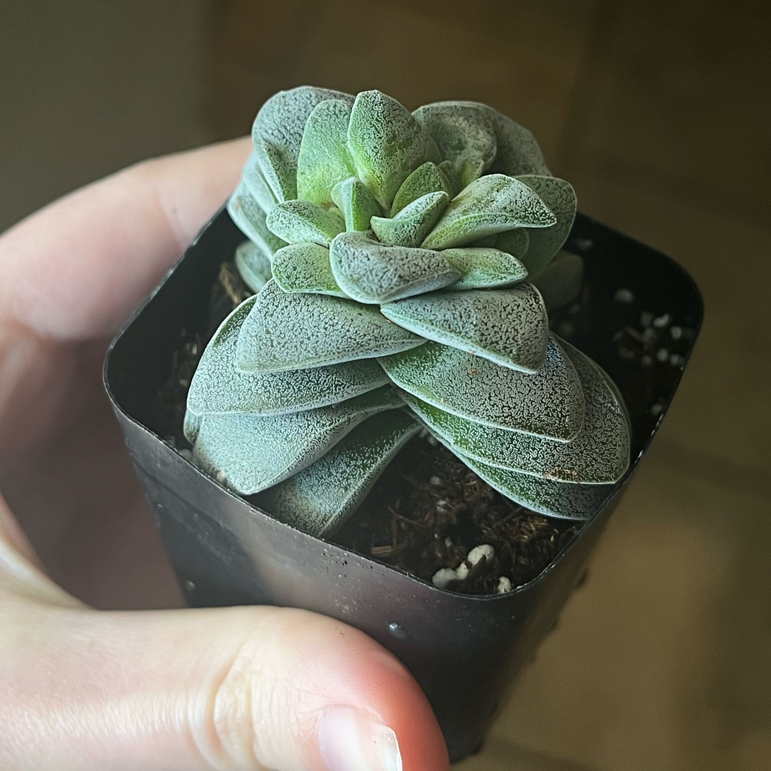 Photo of the plant species Crassula 'Morgan's Beauty' by @itsjordan named Diamond on Greg, the plant care app