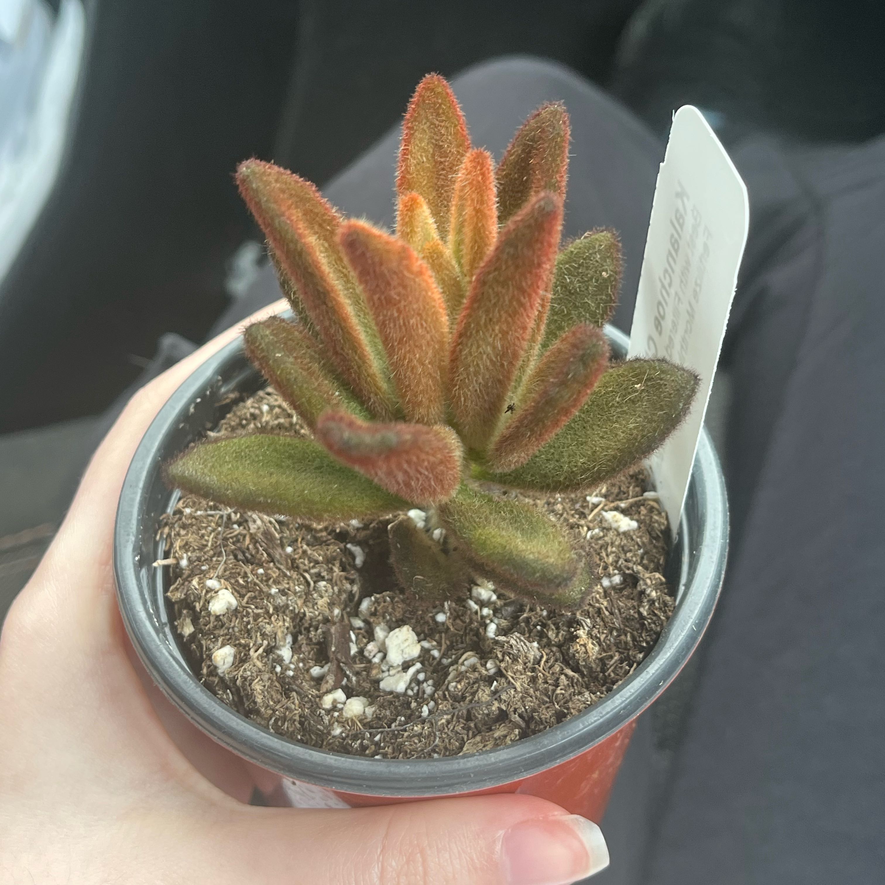 Photo of the plant species Kalanchoe by @itsjordan named Choco on Greg, the plant care app